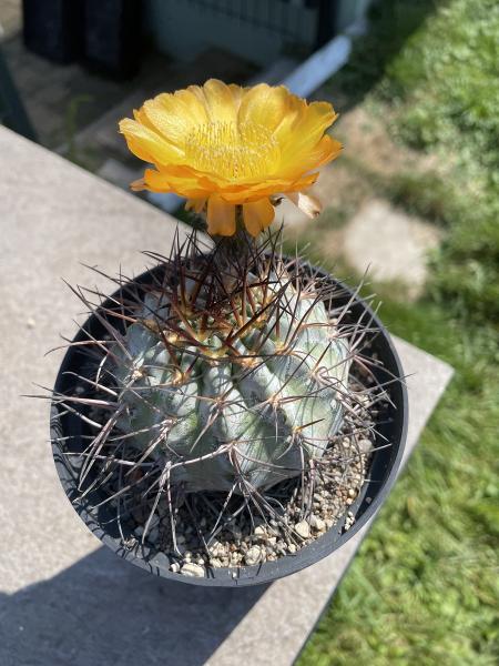 Acanthocalycium glaucum